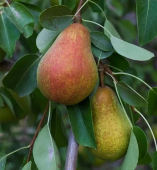 Pear Warren Tree - European Pear Fruit Plant 2 Feet Tall - 1 Gal Pot