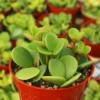 Peperomia Hope Indoor Plant - Trailing Plant in 4 inch Pot