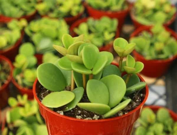 Peperomia Hope Indoor Plant - Trailing Plant in 4 inch Pot