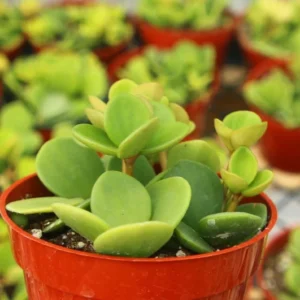 Peperomia Hope Indoor Plant - Trailing Plant in 4 inch Pot
