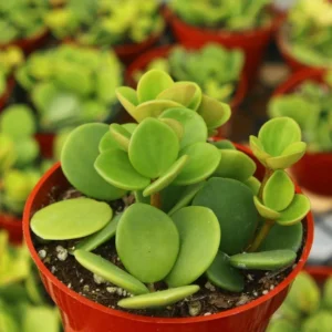 Peperomia Hope Indoor Plant - Trailing Plant in 4 inch Pot