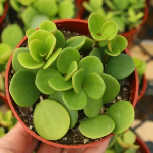 Peperomia Hope Indoor Plant - Trailing Plant in 4 inch Pot