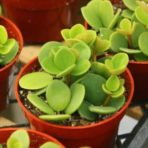 Peperomia Hope Indoor Plant - Trailing Plant in 4 inch Pot