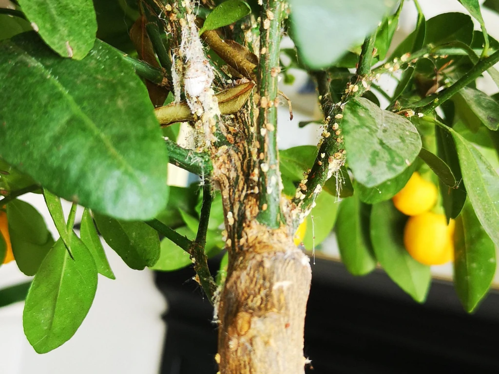Close-up of pests on a Calamondin tree’s stem, visible insect damage and white webbing from mealybugs or aphids.