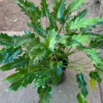 Philodendron Xanadu Live Plant 6 inch Pot Indoor Air Purifier