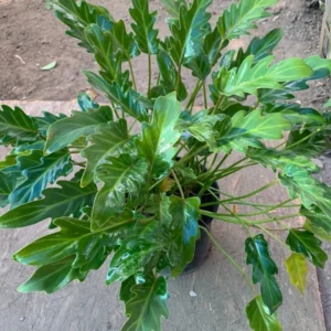 Philodendron Xanadu Live Plant 6 inch Pot Indoor Air Purifier