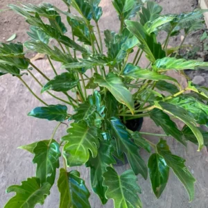 Philodendron Xanadu Live Plant 6 inch Pot Indoor Air Purifier