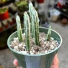 Pickle Plant Little Pickles Rare Succulent Live Plant in 4'' Pot