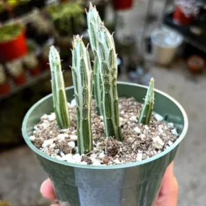 Pickle Plant Little Pickles Rare Succulent Live Plant in 4'' Pot