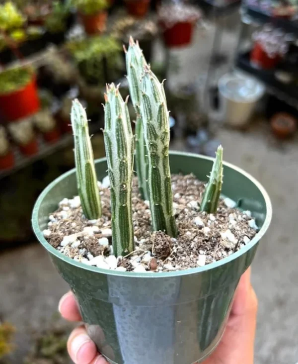 Pickle Plant Little Pickles Rare Succulent Live Plant in 4'' Pot