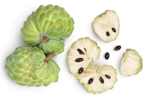 Pierce Cherimoya Tree - Grafted Live Plant - 3 to 4 Feet Tall - 3 Gal Pot