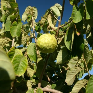 Pierce Cherimoya Tree - Grafted Live Plant - 3 to 4 Feet Tall - 3 Gal Pot