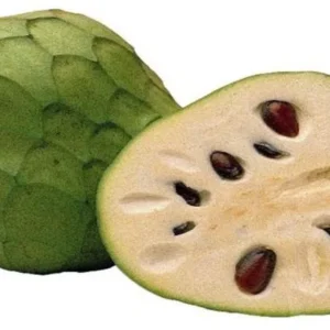 Pierce Cherimoya Tree - Grafted Live Plant - 3 to 4 Feet Tall - 3 Gal Pot