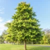 Pin Oak Tree - 2-3' Live Bareroot Plants - Pyramidal Shape - Fall Color