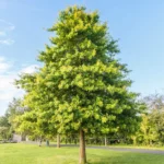 Pin Oak Tree - 2-3' Live Bareroot Plants - Pyramidal Shape - Fall Color