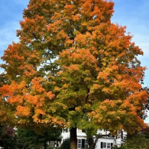 Pin Oak Tree - 2-3' Live Bareroot Plants - Pyramidal Shape - Fall Color