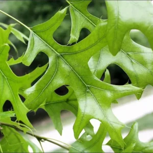 Pin Oak Tree - Quercus Palustris - 6-12 Inch Plant in Quart Pot - Fast Growing Shade Tree