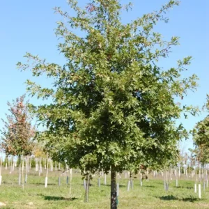 Pin Oak Tree - Quercus Palustris - 6-12 Inch Plant in Quart Pot - Fast Growing Shade Tree