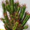 Pincushion Euphorbia Cactus - 2.5 inch Potted Plant - Hand Picked