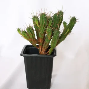 Pincushion Euphorbia Cactus - 2.5 inch Potted Plant - Hand Picked
