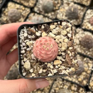 Pine Cone Cactus Live Plant - Pink Colorful Succulent - 2.5'' Pot - Rare Find