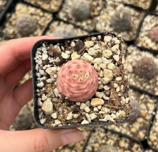 Pine Cone Cactus Live Plant - Pink Colorful Succulent - 2.5'' Pot - Rare Find