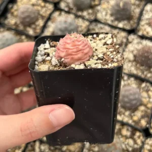 Pine Cone Cactus Live Plant - Pink Colorful Succulent - 2.5'' Pot - Rare Find