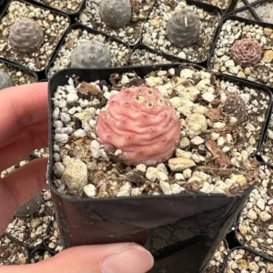 Pine Cone Cactus Live Plant - Pink Colorful Succulent - 2.5'' Pot - Rare Find