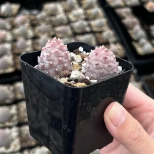 Pine Cone Cactus Live Plant - Pink Colorful Succulent - 2.5'' Pot - Rare Find