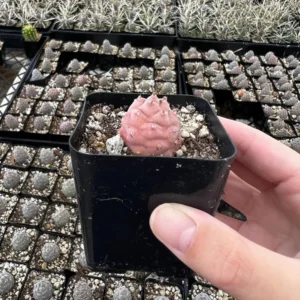 Pine Cone Cactus Live Plant - Pink Colorful Succulent - 2.5'' Pot - Rare Find