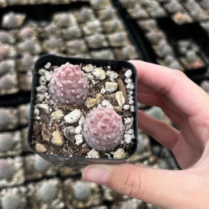 Pine Cone Cactus Live Plant - Pink Colorful Succulent - 2.5'' Pot - Rare Find