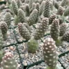 Pine Cone Cactus Tephrocactus Articulatus Unique Cactus Plant 3" Pot