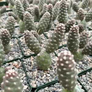 Pine Cone Cactus Tephrocactus Articulatus Unique Cactus Plant 3