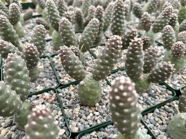 Pine Cone Cactus Tephrocactus Articulatus Unique Cactus Plant 3" Pot
