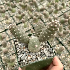 Pine Cone Cactus Tephrocactus Articulatus Unique Cactus Plant 3