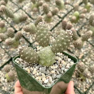 Pine Cone Cactus Tephrocactus Articulatus Unique Cactus Plant 3
