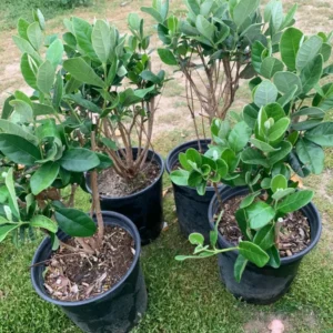 Pineapple Guava Plant Feijoa Sellowiana Fruit Plant - 1 Feet Tall - 6