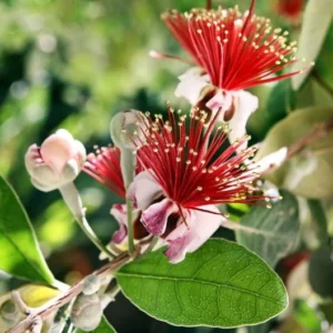 Pineapple Guava Plant Feijoa Sellowiana Fruit Plant - 1 Feet Tall - 6