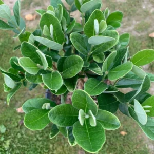 Pineapple Guava Plant Feijoa Sellowiana Fruit Plant - 1 Feet Tall - 6