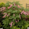 Pink Bleeding Heart Plant Dicentra Pink, 1 ft Tall, 6-inch Pot