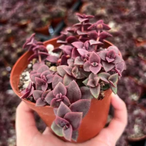 Pink Calico Kitten Trailing Succulent Live Hanging Plant 4''' Pot