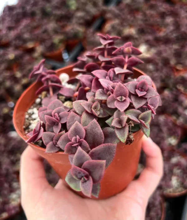 Pink Calico Kitten Trailing Succulent Live Hanging Plant 4''' Pot