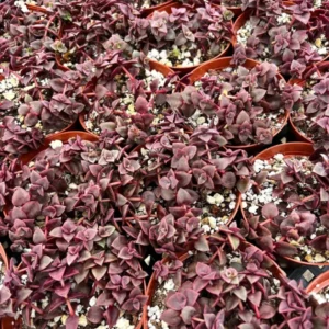 Pink Calico Kitten Trailing Succulent Live Hanging Plant 4''' Pot