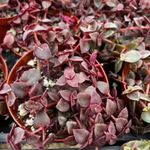 Pink Calico Kitten Trailing Succulent Live Hanging Plant 4''' Pot