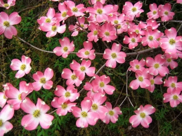 Pink Dogwood Tree - 8-12 Inch Potted Flowering Tree