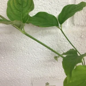 Pink Dogwood Tree - 8-12 Inch Potted Flowering Tree