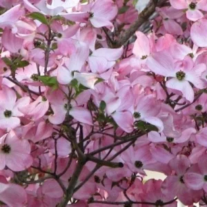 Pink Dogwood Tree - 8-12 Inch Potted Flowering Tree