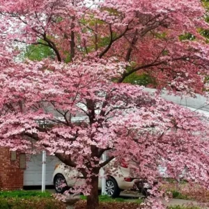 Pink Dogwood Tree - Flowering Tree - 10-16" Tall - Quart Pot