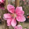 Pink Flowering Peach Tree - Early Spring Bloom - Live Plant