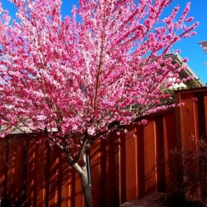 Pink Flowering Peach Tree - Early Spring Bloom - Live Plant